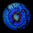 Zoanthus Nirvana - blau-violett gesprenkelte...