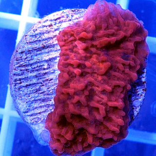 Montipora rot