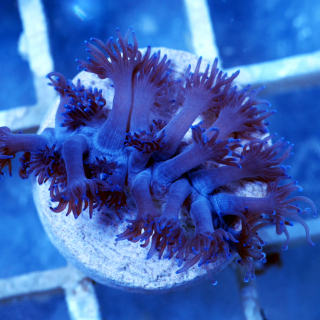 Goniopora blau-violette Magerittenkoralle 1-2 cm