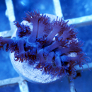 Goniopora blau-violette Magerittenkoralle 1-2 cm