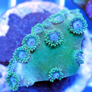Turbinaria peltata gr&uuml;n