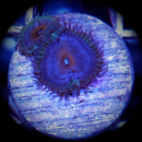 Palythoa Captain America