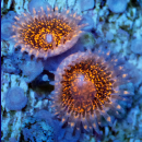 Zoanthus Nightmare
