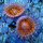 Zoanthus Nightmare