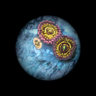 Zoanthus Stratosphere