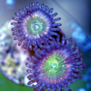 Zoanthus Woodstock