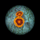 Zoanthus Bam Bam orange