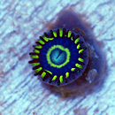 Zoanthus Blue Hornet