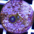 Zoanthus Blue Hornet