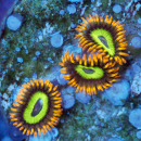 Zoanthus Fruit loops