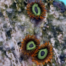 Zoanthus Fruit loops