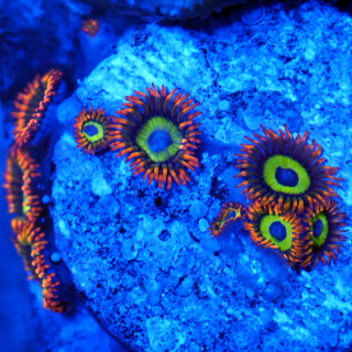 Zoanthus Fruit loops