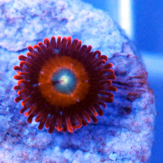 Zoanthus Tequila Sunrise