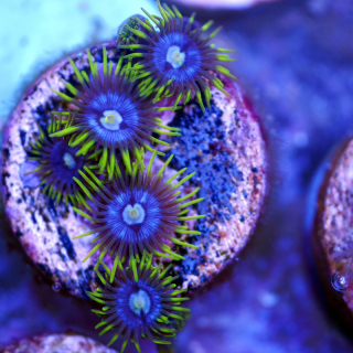 Zoanthus blauviolett neongr&uuml;n