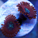 Zoanthus Red Magician