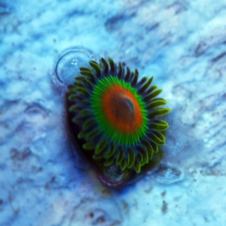 Zoanthus Rasta
