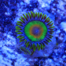 Zoanthus Rasta