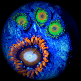 Zoanthus Rasta gr&uuml;n &amp; Tequilla Sunrise orange Krustenanemone