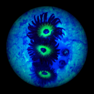 Zoanthus submarine gr&uuml;ne Krustenanemone