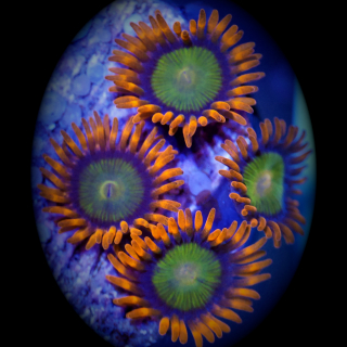 Zoanthus Orange Mandarin
