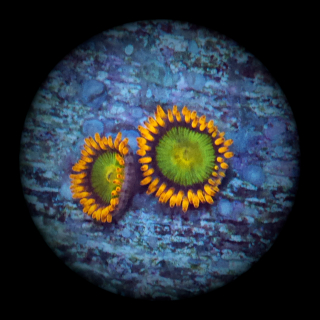 Zoanthus Orange Mandarin