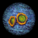 Zoanthus Orange Mandarin