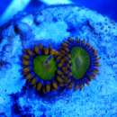 Zoanthus Orange Mandarin