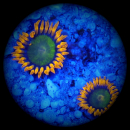 Zoanthus Orange Mandarin