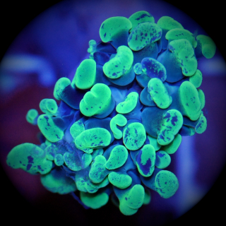 Euphyllia paraancora neongr&uuml;n