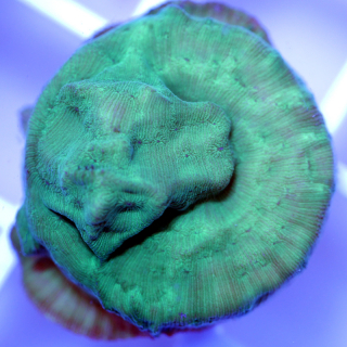 Leptoseris ultra gr&uuml;n