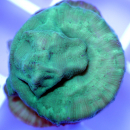 Leptoseris ultra gr&uuml;n