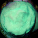 Leptoseris ultra gr&uuml;n