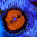 Zoanthus Bloodsuckers