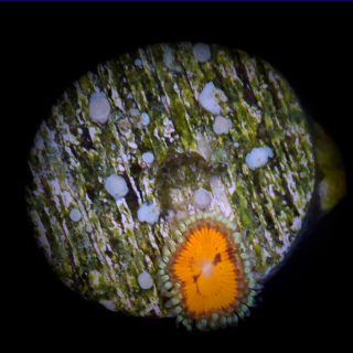 Zoanthus Bloodsuckers - rote Krustenanemone - Zoa