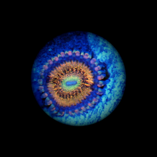 Zoanthus Sakura Sunrise - orange rose Krustenanemone