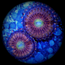 Zoanthus Sakura Sunrise - orange rose Krustenanemone