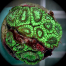 Favites Toxic Green
