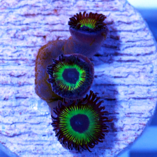 Zoanthus Brasilian Flag - grüne Krustenanemone - Zoa