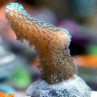 Stylophora sp. gelbgrün neon