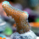 Stylophora sp. gelbgrün neon