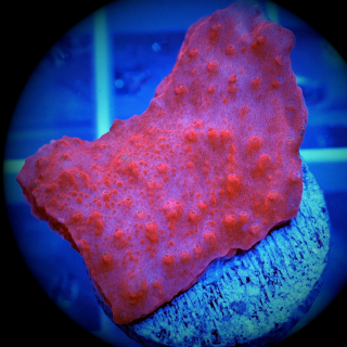 Montipora grafted rot