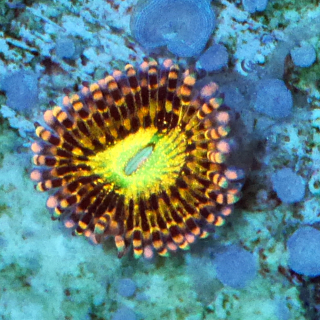 Zoanthus Alien Antivenom