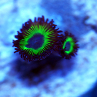 Zoanthus Mean Green