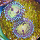Zoanthus Butt Munchers / Pacman
