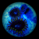 Zoanthus Crown Royal blau gelbe Krustenanemone