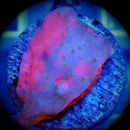 Montipora rot gr&uuml;n grafted