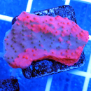 Montipora grafted rot gr&uuml;ne SPS Koralle