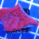 Montipora grafted rot gr&uuml;ne SPS Koralle