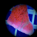 Montipora grafted rot gr&uuml;ne SPS Koralle WYSIWYG