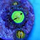 Zoanthus Butt Munchers / Pacman
